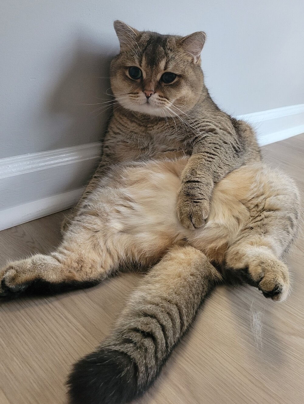 🐈🩷 - Picture 1 of 1
